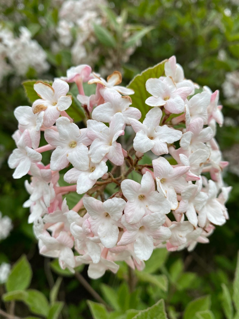 Korean Spice Viburnum Viburnum carlesii 1 Gallon Pot Etsy