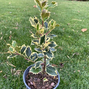 Ilex aquifolium 'Argentea Marginata' Variegated English Holly Live Plant 10 Tall 1 gallon pot image 1