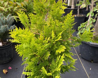 Thuja Occidentalis ‘George Peabody’ Arborvite - Live Plant - 2 Gallon Pot