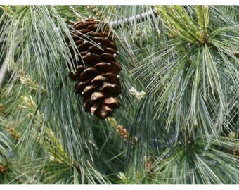 Pinus armandii - Chinese White Pine - 12" Tall - 2 Gallon Pot