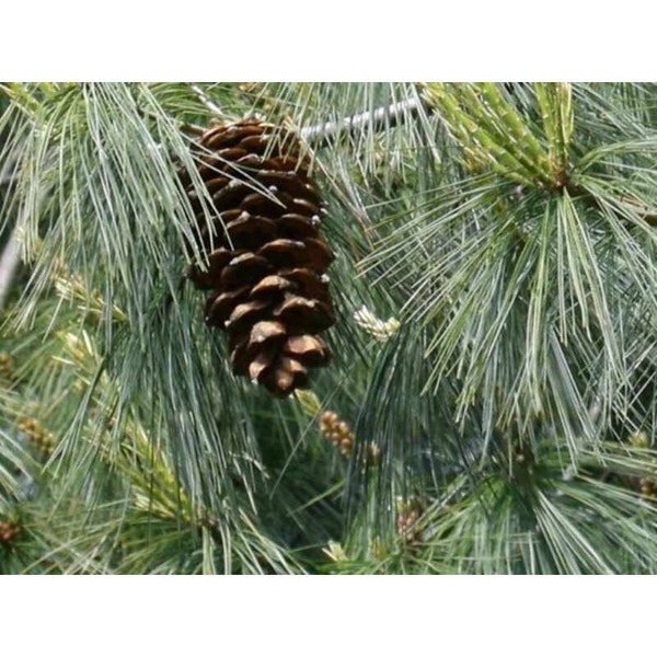 Pinus armandii - Chinese White Pine - 12" Tall - 2 Gallon Pot