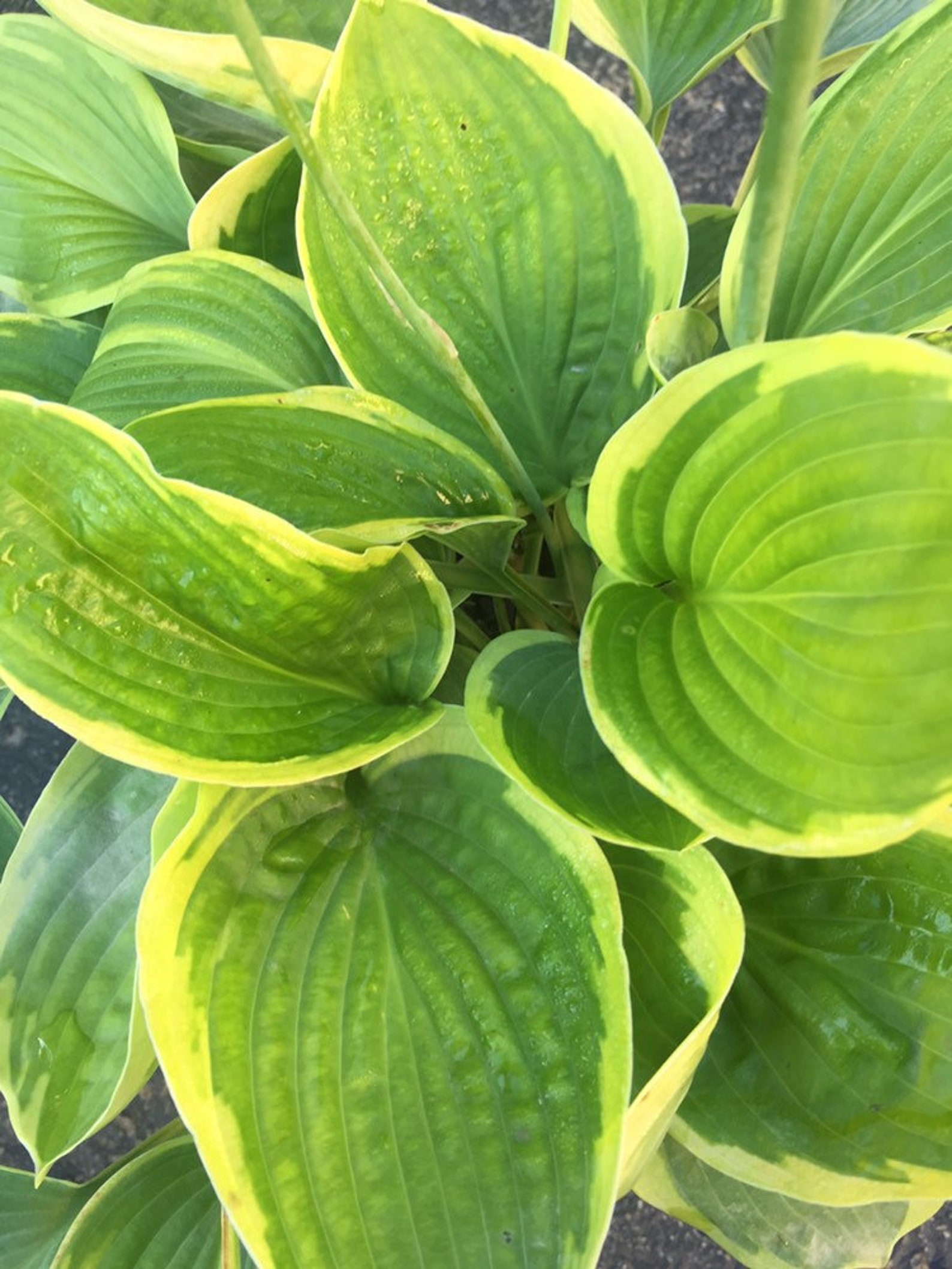Hosta 'abiqua Moonbeam' 3 Pot Size Starter Plant Etsy