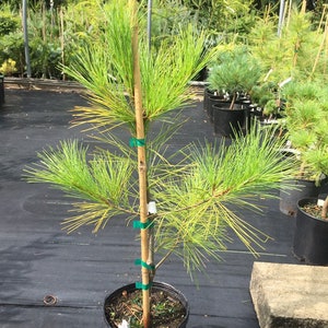 Pinus strobus 'Louie' Live Plant 18 Tall 1 Gallon Pot image 2