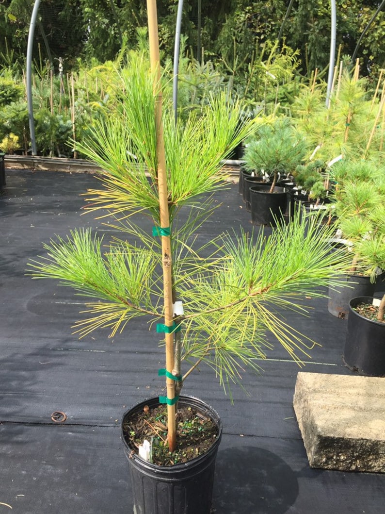 Pinus strobus 'Louie' Live Plant 18 Tall 1 Gallon Pot image 2