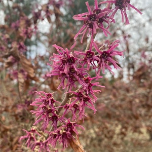 Hamamelis vernalis 'Kohankie Red' Witch Hazel - Live Plant - 18” Tall - Ships Bare Root