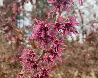 Hamamelis vernalis 'Kohankie Red' Witch Hazel - Live Plant - 18” Tall - Ships Bare Root