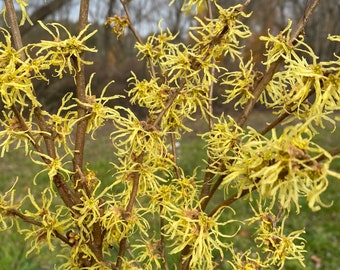 Hamamelis virginiana 'Sunglow' Witch Hazel - Live Plant - 18” Tall - Ships Bare Root