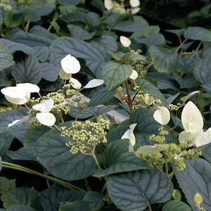 Schizophragma hydrangeoides &#39;Moonlight&#39; - Climbing Hydrangea - 4&quot; Pot Size