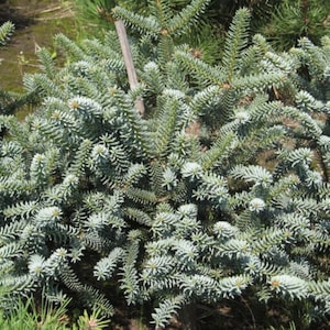 Abies pinsapo &#39;Horstmann&#39;- Spanish Fir - 12&quot; Tall - 1 Gallon Pot