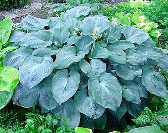 Hosta 'Blue Angel' 3" Pot Size Starter Plant