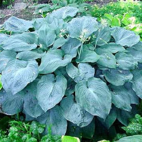 Hosta 'Blue Angel' 3" Pot Size Starter Plant