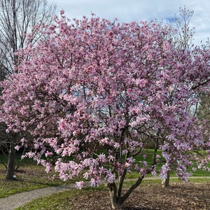 Leonard Messel Magnolia Magnolia kobus var. loebneri 'Leonard Messel' Live Plant 18 Tall 5 Pot Size image 2