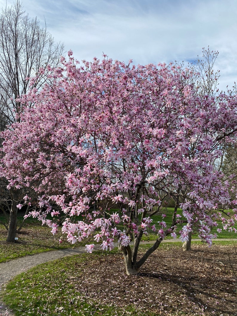 Leonard Messel Magnolia Magnolia kobus var. loebneri 'Leonard Messel' Live Plant 18 Tall 5 Pot Size image 2