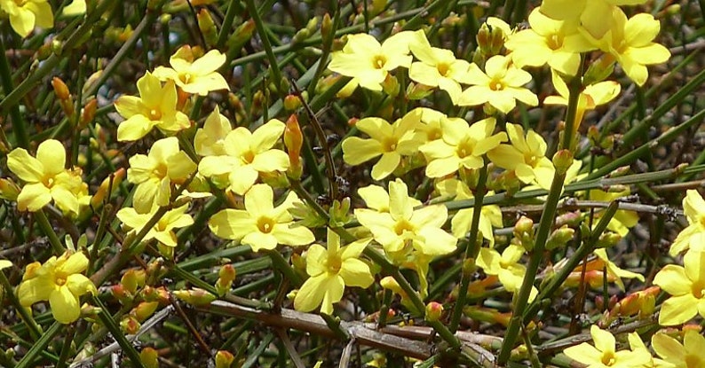 Jasminum nudiflorum Winter Jasmine 1 Gallon Pot image 1