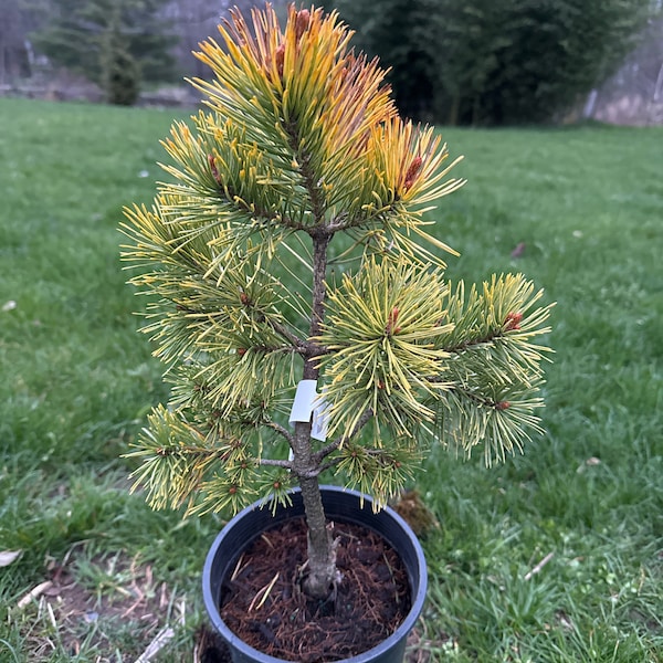 Pinus sylvestris 'Gold Medal' - Scots Pine - 12" Tall - 1 Gallon Pot