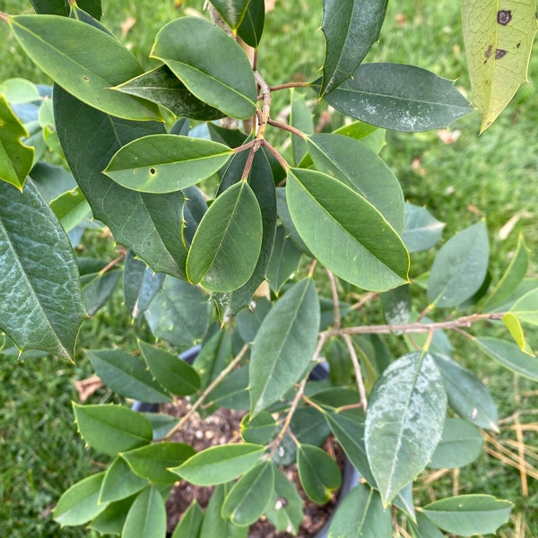 Ilex opaca ‘Chief Paduke’ - American Holly - Live Plant - 18" Tall - 2 gallon pot