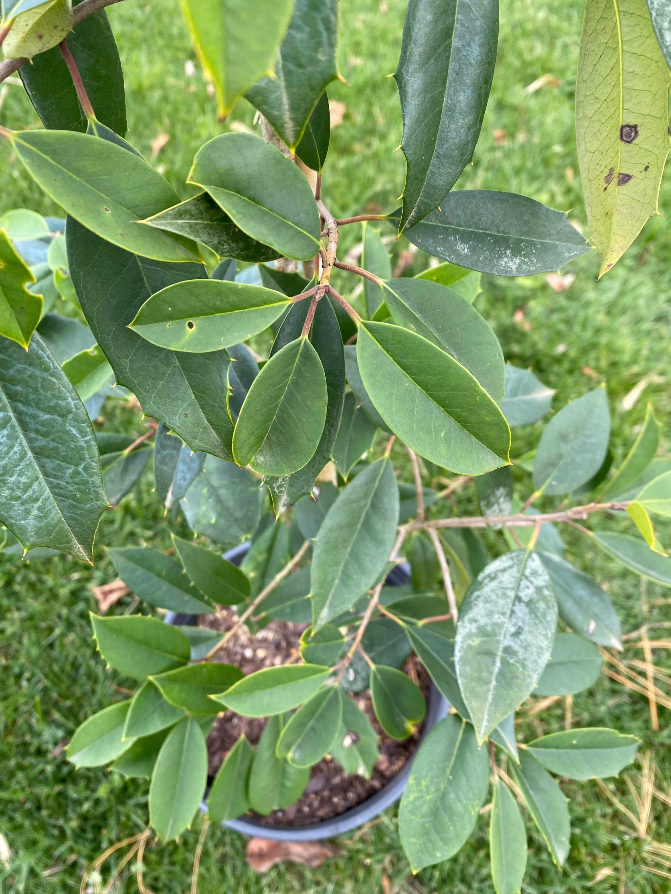 Paduke Tree Ilex Opaca 'chief Paduke' - American Holly - Live Plant - Quart Pot - Etsy