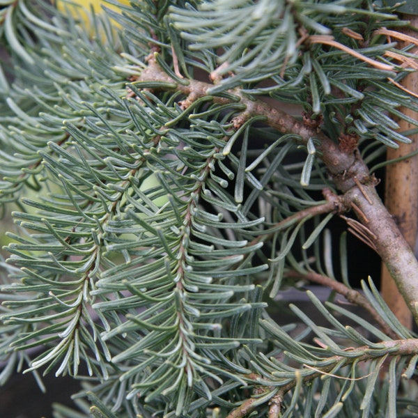 Abies procera 'DelBar Cascade' - 10" Tall - 1 Gallon Pot