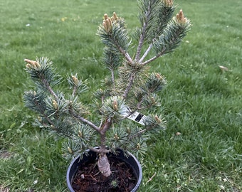 il_340x270.5977688197_jfvf.jpg
