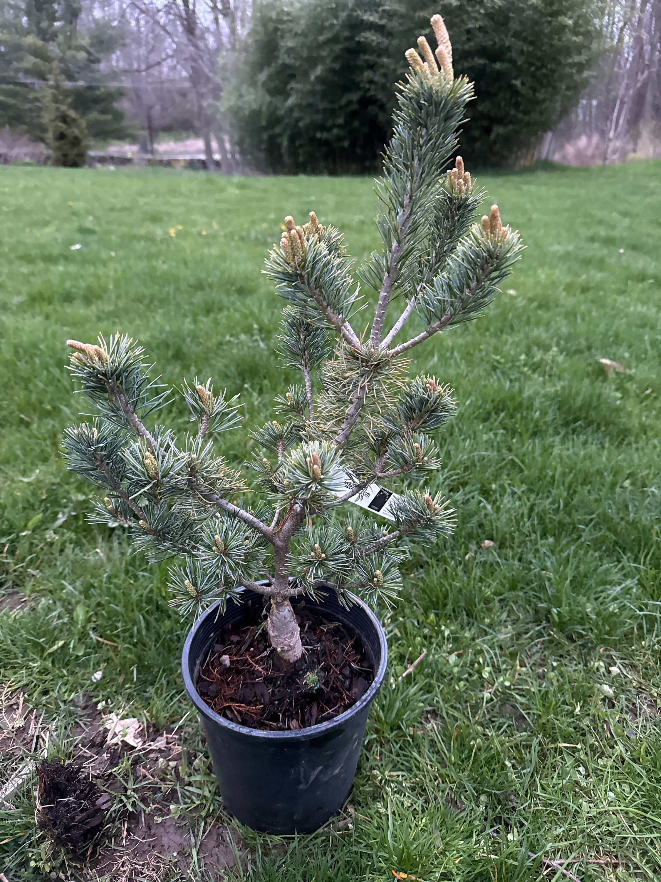 五葉松　Japanese White Pine 五葉松 Japanese White Pine This bonsai is available for purchase