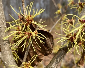 Hamamelis japonica 'Superba' Witch Hazel - Live Plant - 10” Tall - 1 Year Graft