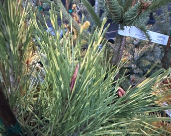 Thuja Occidentalis 'malonyana Holub' - Eastern Arborvitae - 4" Pot - Live  Plant - Etsy