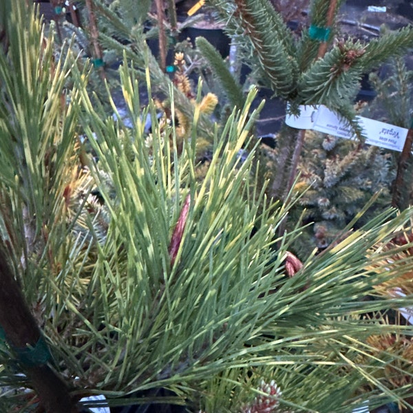 Pinus densiflora 'Cesarini's Variegated' - Japanese Red Pine - 12" Tall - 1 Gallon Pot