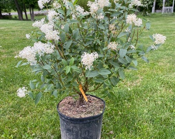 Ceanothus americanus - New Jersey Tea - Native Plant - 3 Gallon Pot