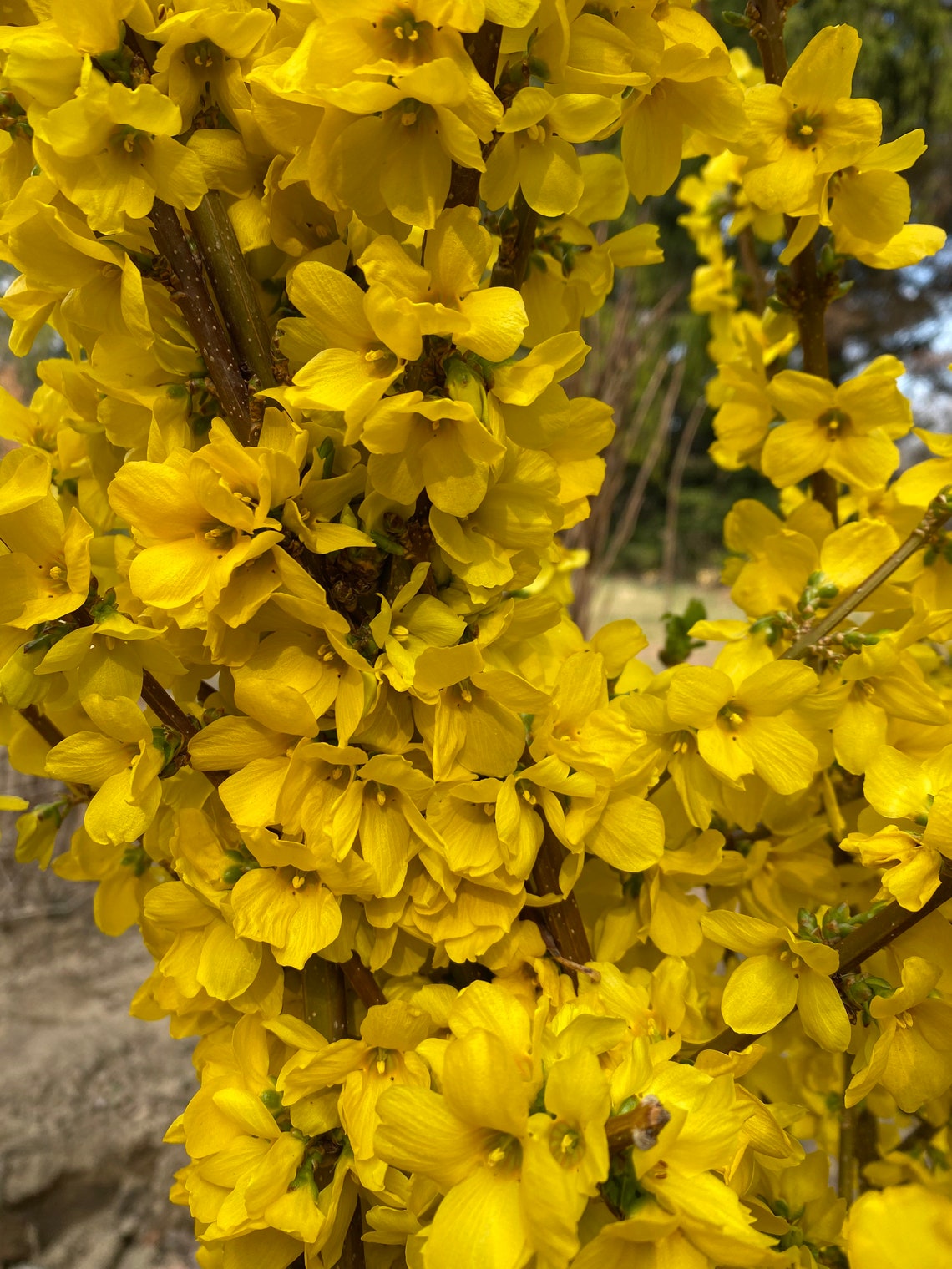 Show Off Forsythia Live Plant 4 inch Pot Etsy