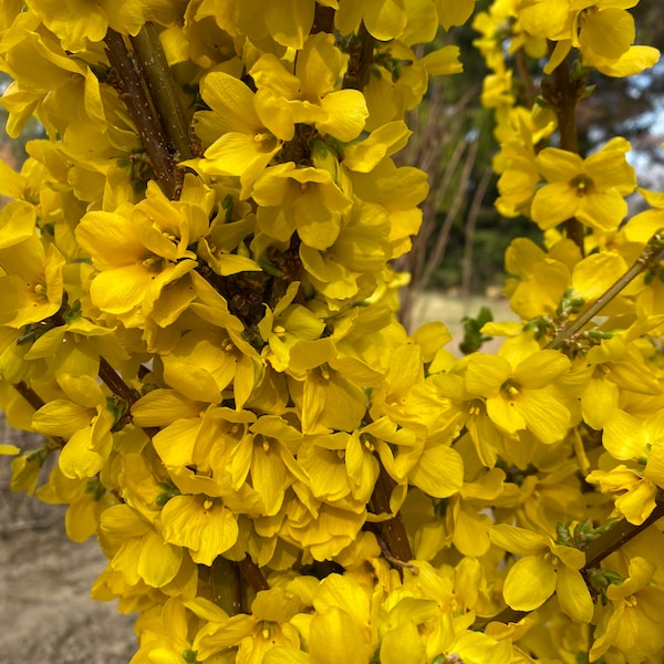 Show Off Forsythia Shrub - Forsythia x intermedia - Live Plant - 4" Pot Size