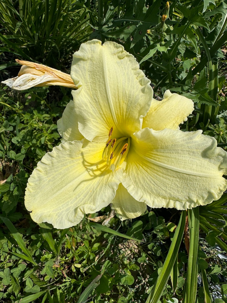 Puede incluir: Una flor de lirio amarillo p&aacute;lido con p&eacute;talos rizados y un centro amarillo. La flor est&aacute; en flor y rodeada de follaje verde.