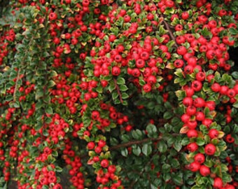 Cotoneaster horizontalis - Rockspray Cotoneaster - 2 Gallon Pot