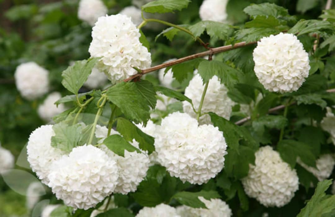 Viburnum - European Snowball