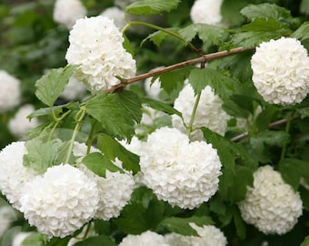 European Snowball Bush - Viburnum opulus 'Roseum' - 1 Gallon Pot