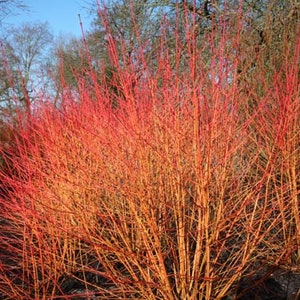 Cornus Midwinter Fire Dogwood - 1 Gallon Pot Size Plant