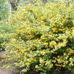 Kerria japonica 'Golden Guinea' - Large Flowering Japanese Kerria - 4" Pot Size Plant