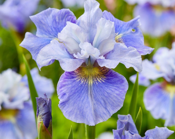 Iris Siberica 'peacock Butterfly™ Mission Bay' - Siberian Iris - 3 Pack ...