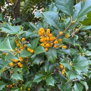 Ilex opaca ‘Longwood Gardens’ - American Holly - Live Plant - 8” Tall - Quart Pot