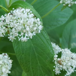 May include: Close-up of a plant with clusters of small white flowers and large, textured green leaves. The image is well-lit, highlighting the details of the foliage and blossoms. The background is blurred, emphasizing the plant's features.