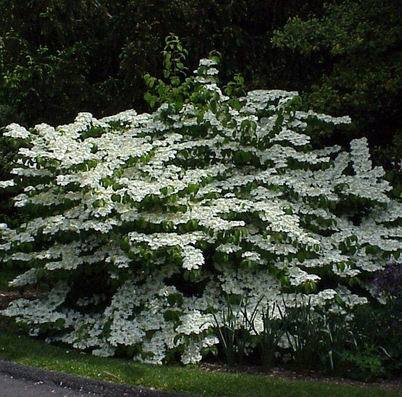 Shasta Doublefile Viburnum Viburnum Plicatum F. Tomentosum Etsy