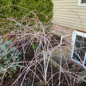 Rubus cockburnianus Golden Vale Yellow Leaf Ghost Bramble 1 Gallon Pot 18 Tall image 3