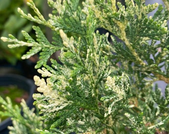 Thuja Occidentalis ‘Wansdyke Silver’ Arborvite - Live Plant - 3 Gallon Pot