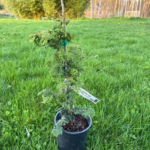 Chamaecyparis obtusa 'Well's Special' - Hinoki Cypress - 10" Tall - 1 Gallon Pot