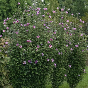 Purple Pillar Rose of Sharon - Hibiscus syriacus - 4&quot; Pot Size Plant