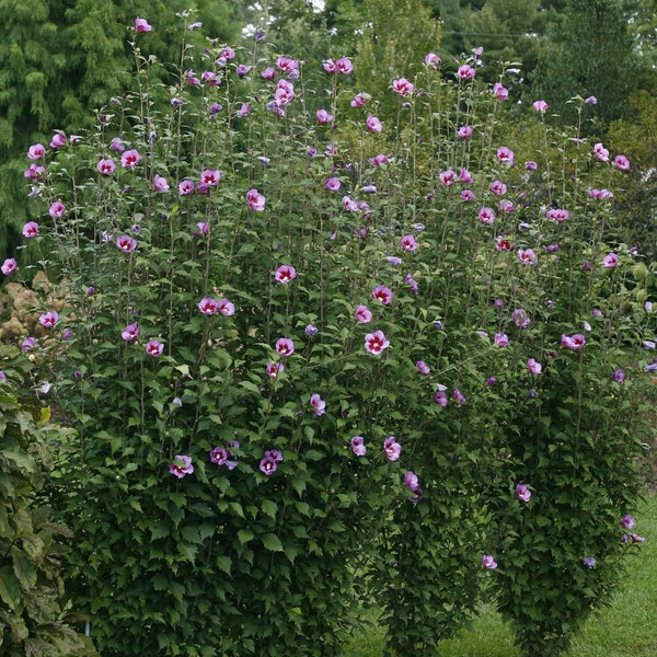 Purple Pillar Rose of Sharon - Hibiscus syriacus - 4" Pot Size Plant