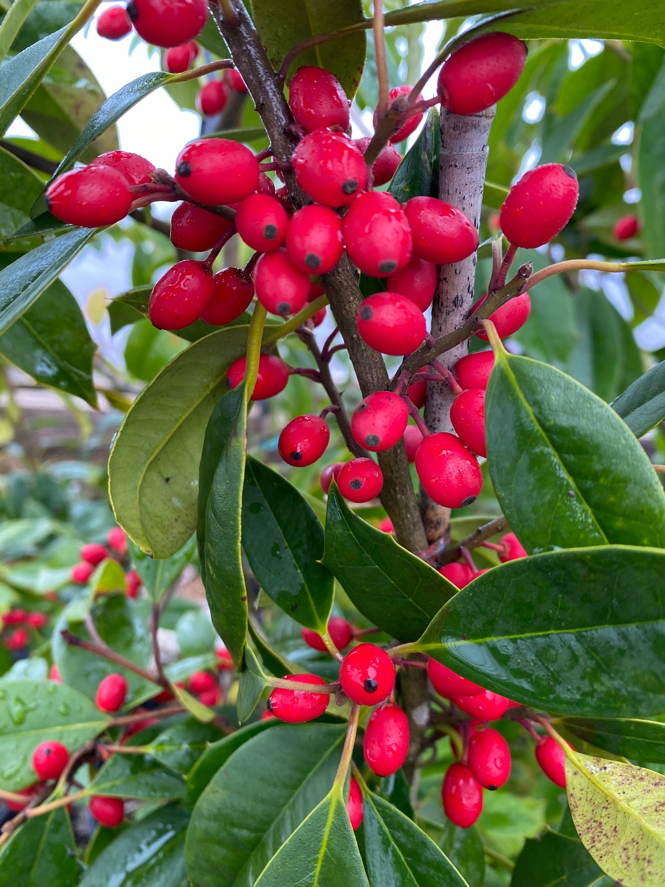 Paduke Tree Ilex Opaca 'chief Paduke' - American Holly - Live Plant - Quart Pot - Etsy