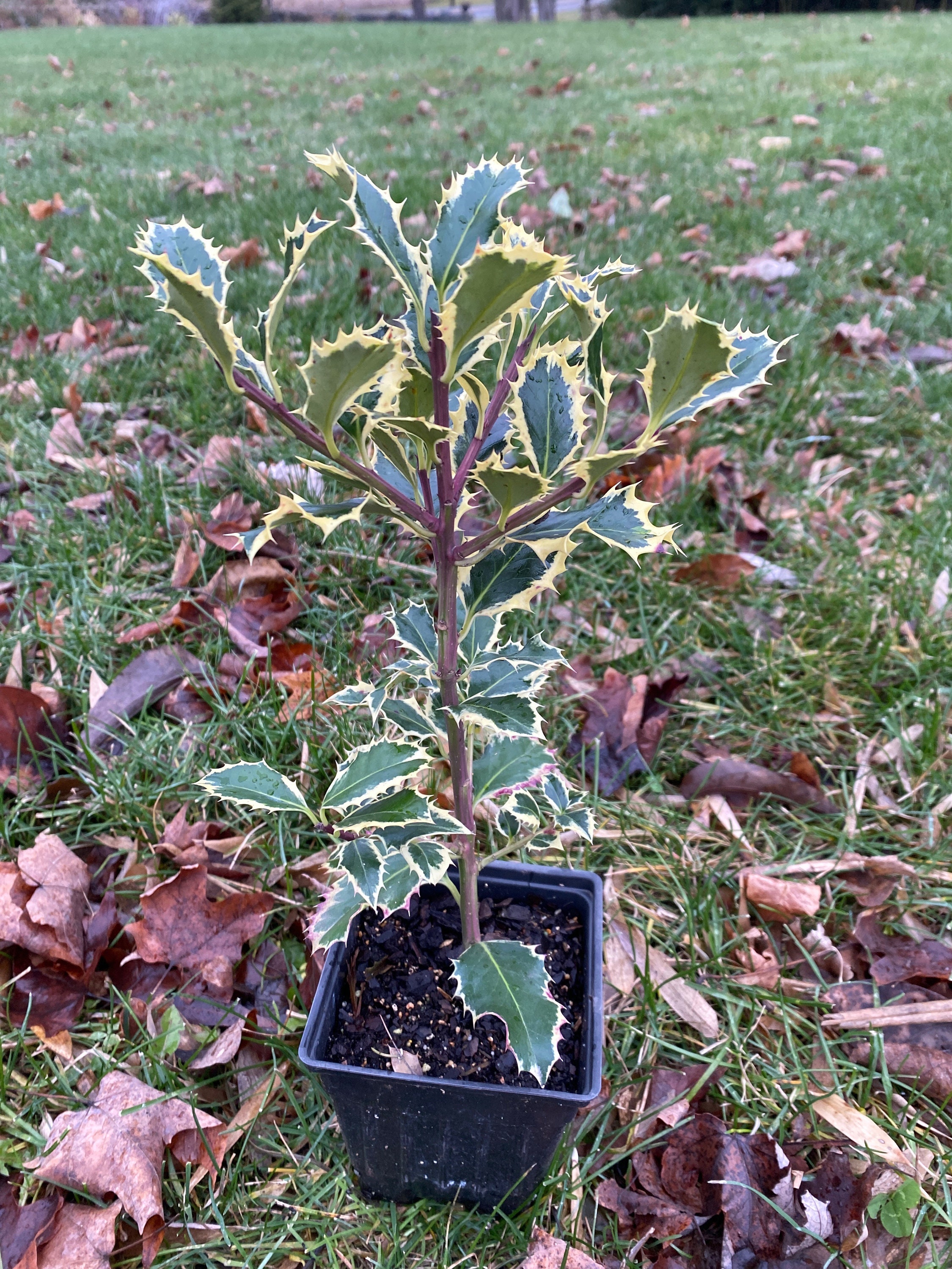 Ilex Aquifolium 'argentea Marginata' - Variegated English Holly - Live  Plant - 4 Pot - Etsy