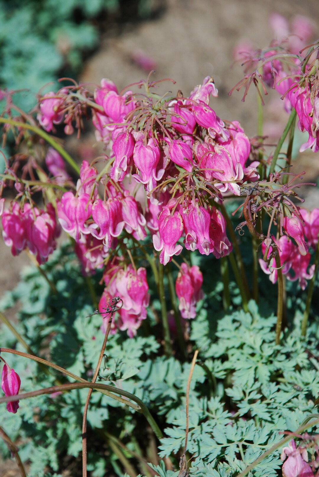 Dicentra X 'king of Hearts' Fern Leaf Bleeding Heart 4 Eyes Bare Root
