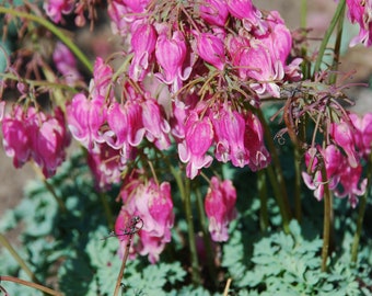 Dicentra x 'King of Hearts' - Fern Leaf Bleeding Heart - 4 Eyes Bare Root Division (Pack of 3)