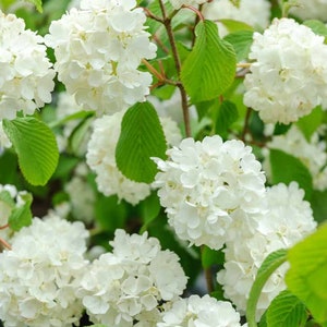 May include: A close-up of a white flowering bush with green leaves. The flowers are in clusters and have a delicate, feathery appearance.